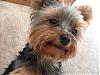 Handsome/cute Yorkie Boy Pics !-dsc00181.jpg