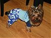 Handsome/cute Yorkie Boy Pics !-brodie-surfin.jpg