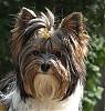 Handsome/cute Yorkie Boy Pics !-avertar24.jpg