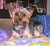 Handsome/cute Yorkie Boy Pics !-tiger_on_pillow___march_2007g.jpg