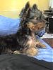 Handsome/cute Yorkie Boy Pics !-nosy.jpg