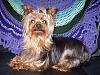Yorkie Prettiest Girl Pictures !-p4020177.jpg
