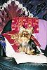 Yorkie Prettiest Girl Pictures !-deb-01.jpg
