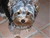 Handsome/cute Yorkie Boy Pics !-yt6.jpg
