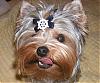 Handsome/cute Yorkie Boy Pics !-yt32.jpg