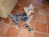 Handsome/cute Yorkie Boy Pics !-yt18.jpg