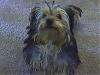 Handsome/cute Yorkie Boy Pics !-oliver-sit.jpg