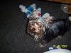 Handsome/cute Yorkie Boy Pics !-pic2.jpg