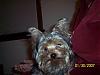 Handsome/cute Yorkie Boy Pics !-pic.jpg
