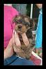 Handsome/cute Yorkie Boy Pics !-reece-pup.jpg