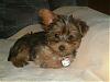 Handsome/cute Yorkie Boy Pics !-cute.jpg