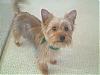 Handsome/cute Yorkie Boy Pics !-march-015.jpg