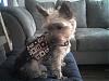 Another Vest for Rocky !-rocky-vest-2-.jpg