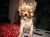 Mystery Yorkie Game... Guess The YT Pups!-1.jpg