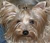 Handsome/cute Yorkie Boy Pics !-floop-id-pic.jpg