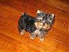 Handsome/cute Yorkie Boy Pics !-yt5.jpg
