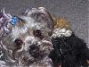 Handsome/cute Yorkie Boy Pics !-jax-his-doggie.jpg