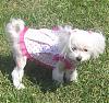 Groomed Lola myself with picture of haircut/pics!-5107lolahaircutgrass.jpg