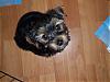 Handsome/cute Yorkie Boy Pics !-cute.jpg