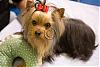 Handsome/cute Yorkie Boy Pics !-img_7008.jpg