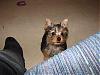 Handsome/cute Yorkie Boy Pics !-dsc00289.jpg