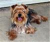 Mystery Yorkie Game... Guess The YT Pups!-2.jpg