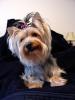 macy's first grooming-schatzie-closeup-picture-puppy-cut-yt.jpg