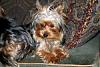 Handsome/cute Yorkie Boy Pics !-014_14.jpg
