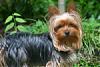 Handsome/cute Yorkie Boy Pics !-017_17.jpg