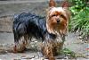 Handsome/cute Yorkie Boy Pics !-016_16.jpg