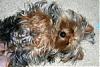 Handsome/cute Yorkie Boy Pics !-009_9.jpg
