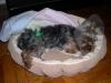 And the neutering questions begin!!!!-sammispayed2.jpg