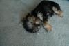 Does your puppy sleep with it's eyes open?-keeleyonfloor-009-993-x-660-.jpg