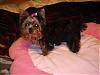 Need Pictures Quick!-sukoshis-first-groom.jpg