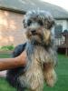 Yorkie cut pics..-longhair1.jpg