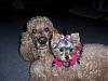 does anyone have a standard poodle and yorkie???-cassandteddi-1.jpg