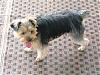My yorkie is 4.5 lbs and she is only 18 weeks. Is this normal-pennyoutsidesz.jpg