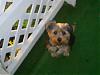 New to Yorkie Love-s4021407.jpg