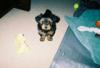 Hi, I'm new - Is your Yorkie male or female?-pictures-08_thumbnails.jpg