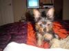 GOOD Hair Days/BAD Hair Days- show your pics!-fluffy-coco-250-x-188-.jpg