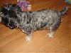 Tail Docking For Morkies???-lexie-lou-013-600-x-450-.jpg