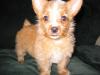 New pics of Red/gold & white Yorkie puppies-30.jpg