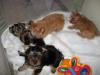 New pics of Red/gold & white Yorkie puppies-gang.jpg