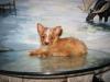 New pics of Red/gold & white Yorkie puppies-3.jpg