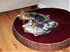 Calling all silky coated yorkies....-brothers1.jpg