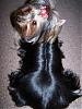 Calling all silky coated yorkies....-30-432-x-576-.jpg