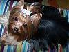 Calling all silky coated yorkies....-31-576-x-432-.jpg