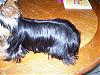 Calling all silky coated yorkies....-100_1224.jpg