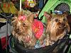 2007 Michigan Yorkie Fair - PICTURES!!!-img_1532.jpg