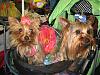 2007 Michigan Yorkie Fair - PICTURES!!!-img_1533.jpg